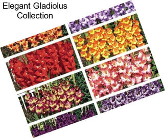 Elegant Gladiolus Collection