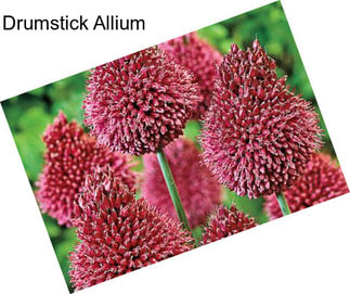 Drumstick Allium