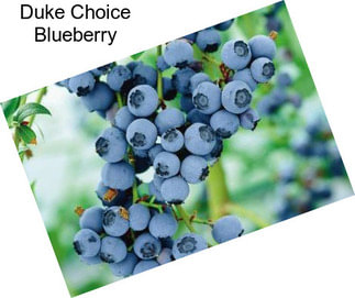 Duke Choice Blueberry
