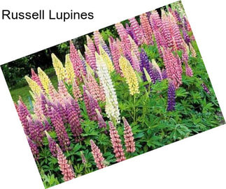 Russell Lupines