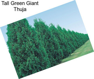 Tall Green Giant Thuja