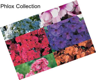 Phlox Collection