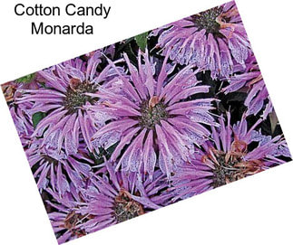 Cotton Candy Monarda