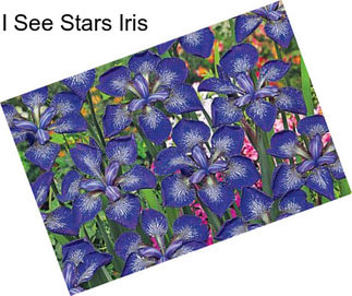 I See Stars Iris