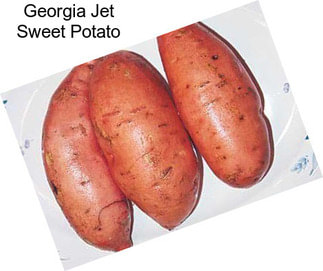 Georgia Jet Sweet Potato