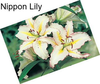 Nippon Lily