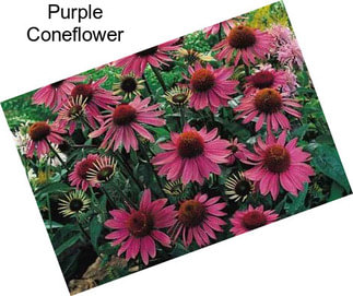 Purple Coneflower