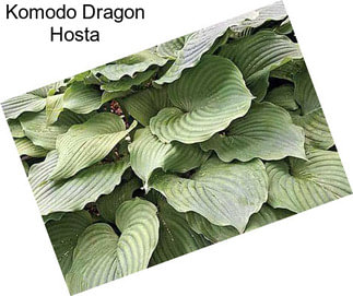 Komodo Dragon Hosta