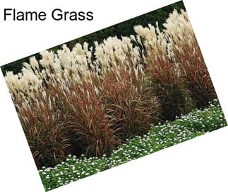 Flame Grass