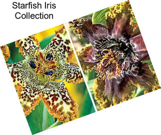 Starfish Iris Collection