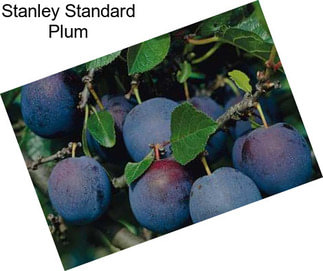 Stanley Standard Plum