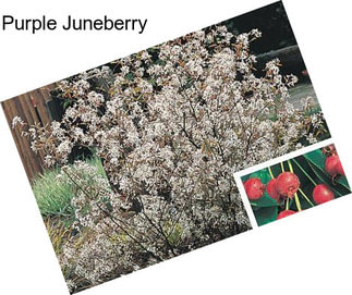 Purple Juneberry