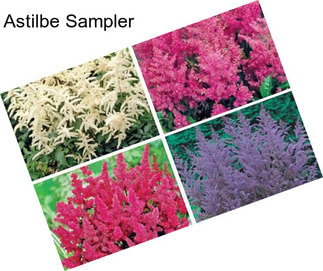 Astilbe Sampler