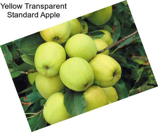 Yellow Transparent Standard Apple