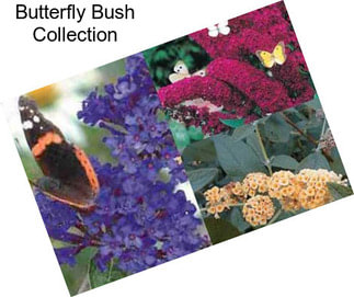 Butterfly Bush Collection