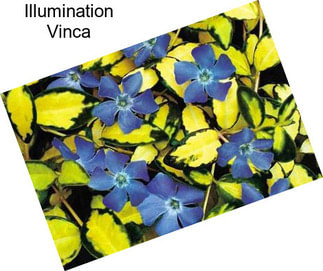 Illumination Vinca