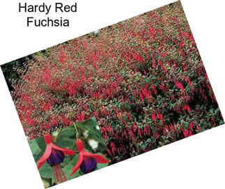Hardy Red Fuchsia