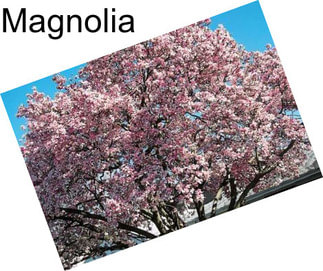 Magnolia