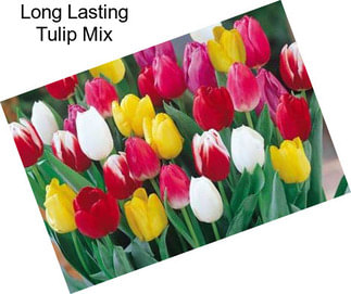 Long Lasting Tulip Mix