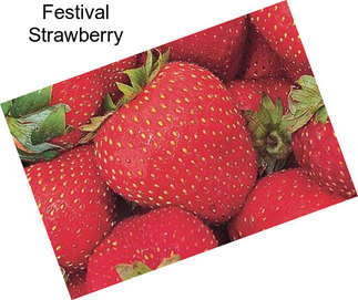 Festival Strawberry