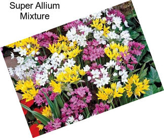 Super Allium Mixture