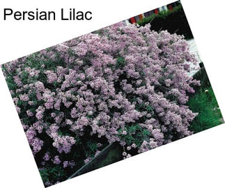 Persian Lilac