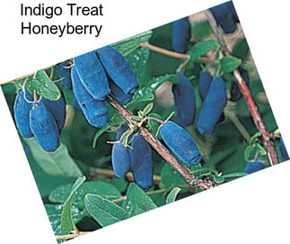 Indigo Treat Honeyberry