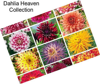 Dahlia Heaven Collection
