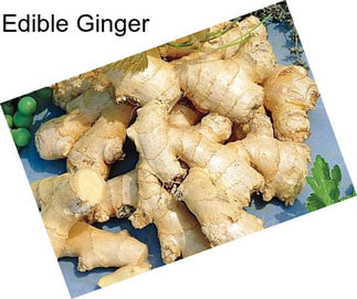 Edible Ginger