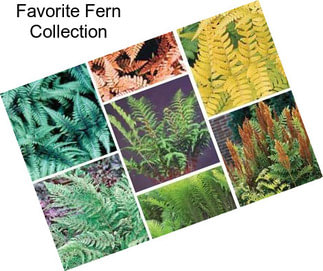Favorite Fern Collection