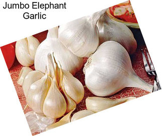 Jumbo Elephant Garlic