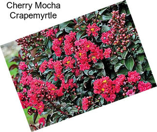 Cherry Mocha Crapemyrtle
