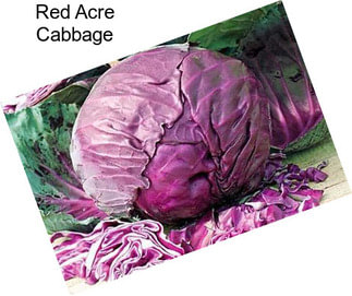 Red Acre Cabbage