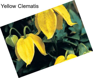 Yellow Clematis