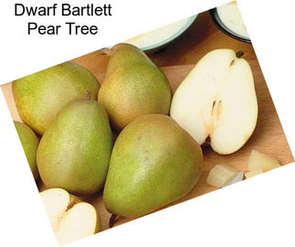 Dwarf Bartlett Pear Tree