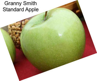 Granny Smith Standard Apple