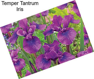Temper Tantrum Iris