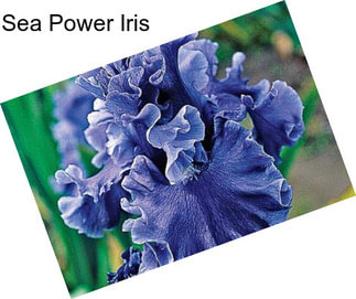 Sea Power Iris