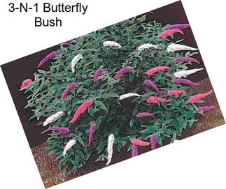 3-N-1 Butterfly Bush