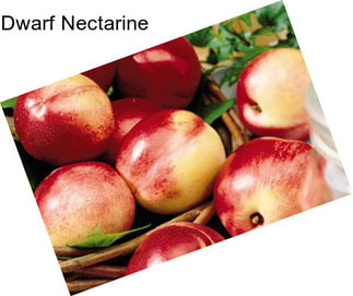 Dwarf Nectarine