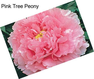 Pink Tree Peony