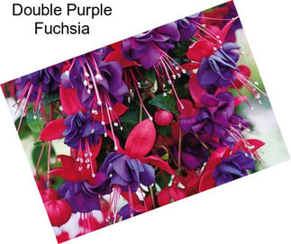 Double Purple Fuchsia