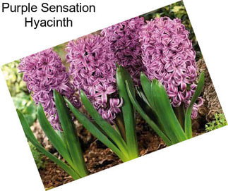 Purple Sensation Hyacinth