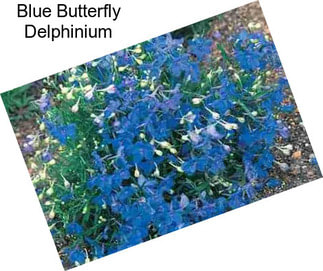 Blue Butterfly Delphinium