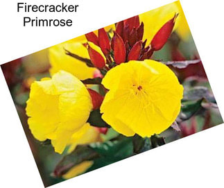 Firecracker Primrose