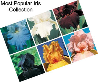 Most Popular Iris Collection