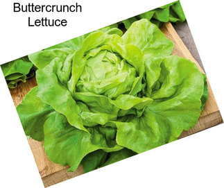 Buttercrunch Lettuce