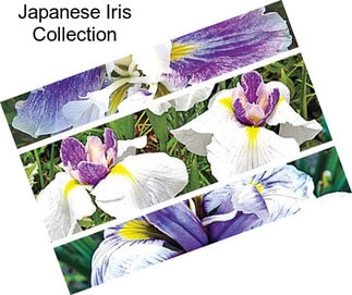 Japanese Iris Collection