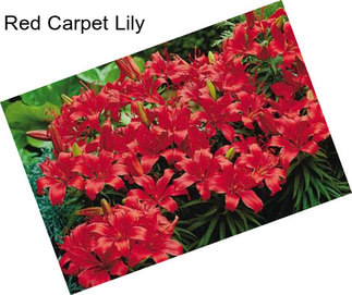 Red Carpet Lily