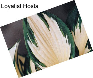 Loyalist Hosta